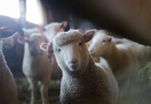 Care sunt principalele avantaje ale hainelor de lână pentru copii