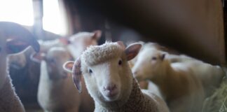 Care sunt principalele avantaje ale hainelor de lână pentru copii
